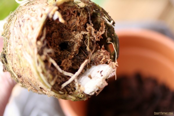 Orchid root ball