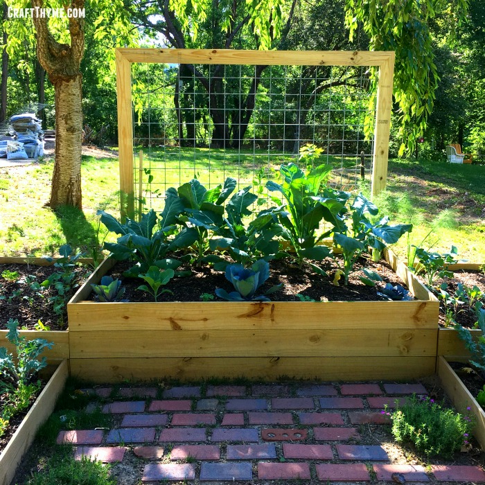 Completed version of our raised garden box. Also find information on how to prep your soil and make these goat wire trellises!