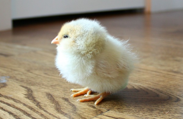Yellow Easter Egger Chick