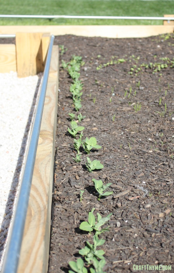 Raised beds with peas