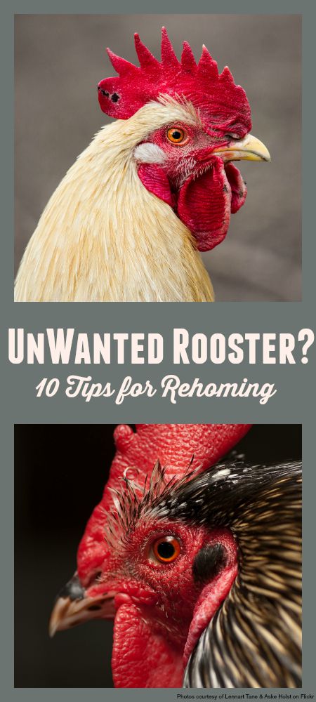 10 tips for dealing with an unwanted rooster. How we rehomed our cockerel. #chickens #rooster