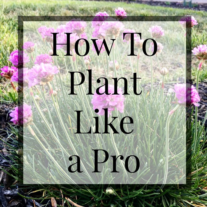 How to plant like a pro and maximize your harvest with proper plant spacing