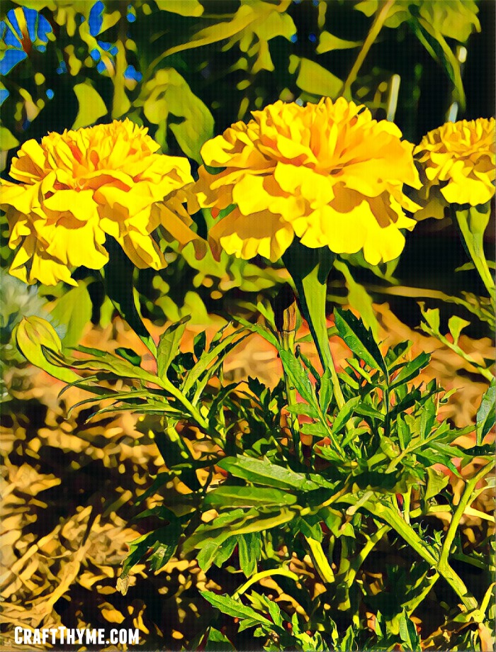 Every garden can use Marigolds. Find out these fun facts about why you need to add marigolds