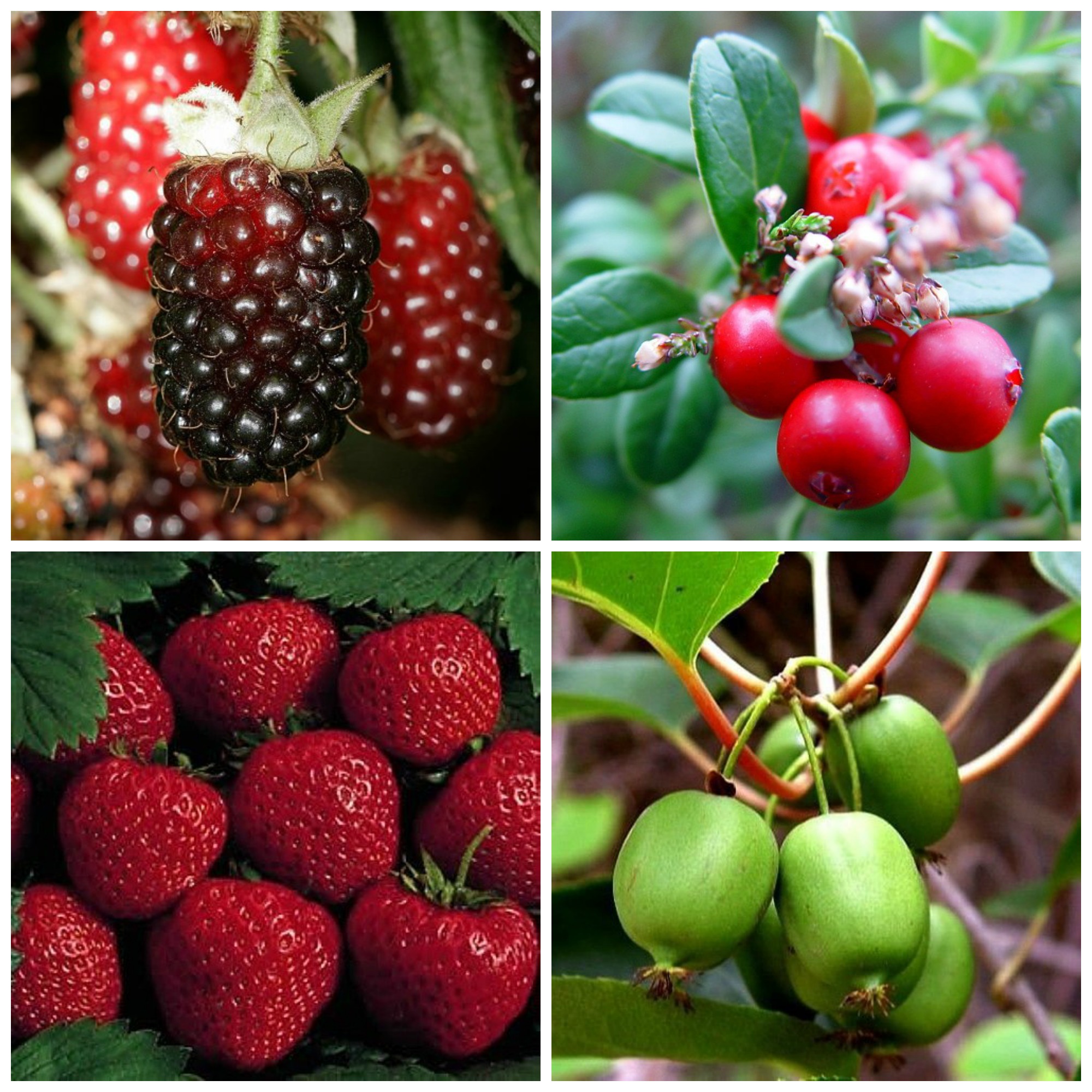 THE Perennial berry list with over 30+ berries you can grow in temperate climates