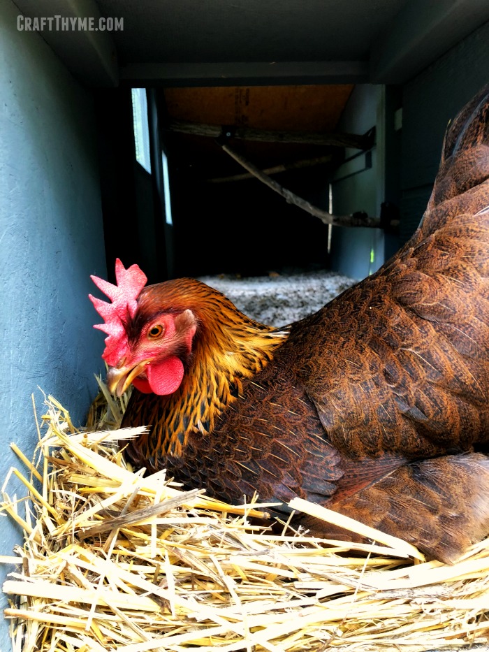 When will your chickens start laying eggs?